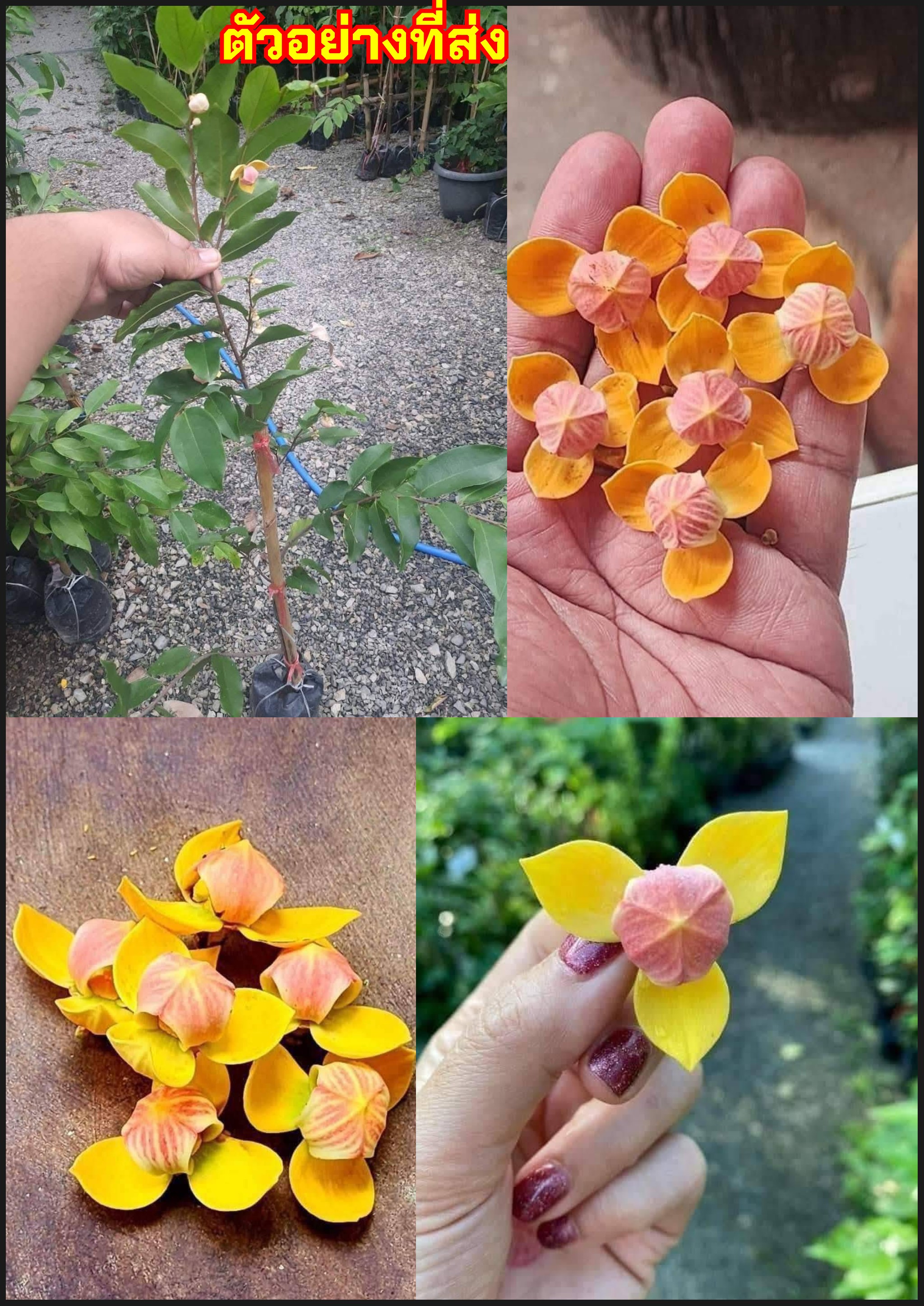 ต้นกลายม่วง กลายม่วง Mitrephora keithii MITREPHORA KEITHII RIDLEY /nivan