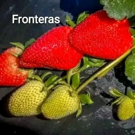มี 17 สายพันธุ์ ต้น สตอเบอรี่ ต้นสตอเบอรี่ strawberry tree อากิฮิเมะ Akihime Aromas AE Angel Eight fronteras พิมพ์วรัตน์ พิ้งค์รูบี้ กาซาน่า Gasana Favette สวีทชาลี sweetcharlie Flavia from Italy Eweebreed แพรวา ดอกชมพู ราบิด้าพิ้ง Rabida Pink อเมริกันจัม
