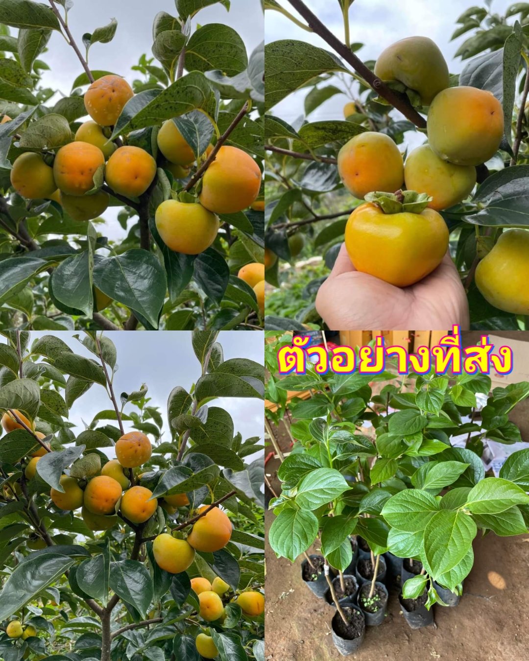 (1ต้น) ต้น ลูกพลับ ต้นลูกพลับ พันธุ์ นูชิน พันธุ์ไต้หวัน plub Niu Scin / Pisut