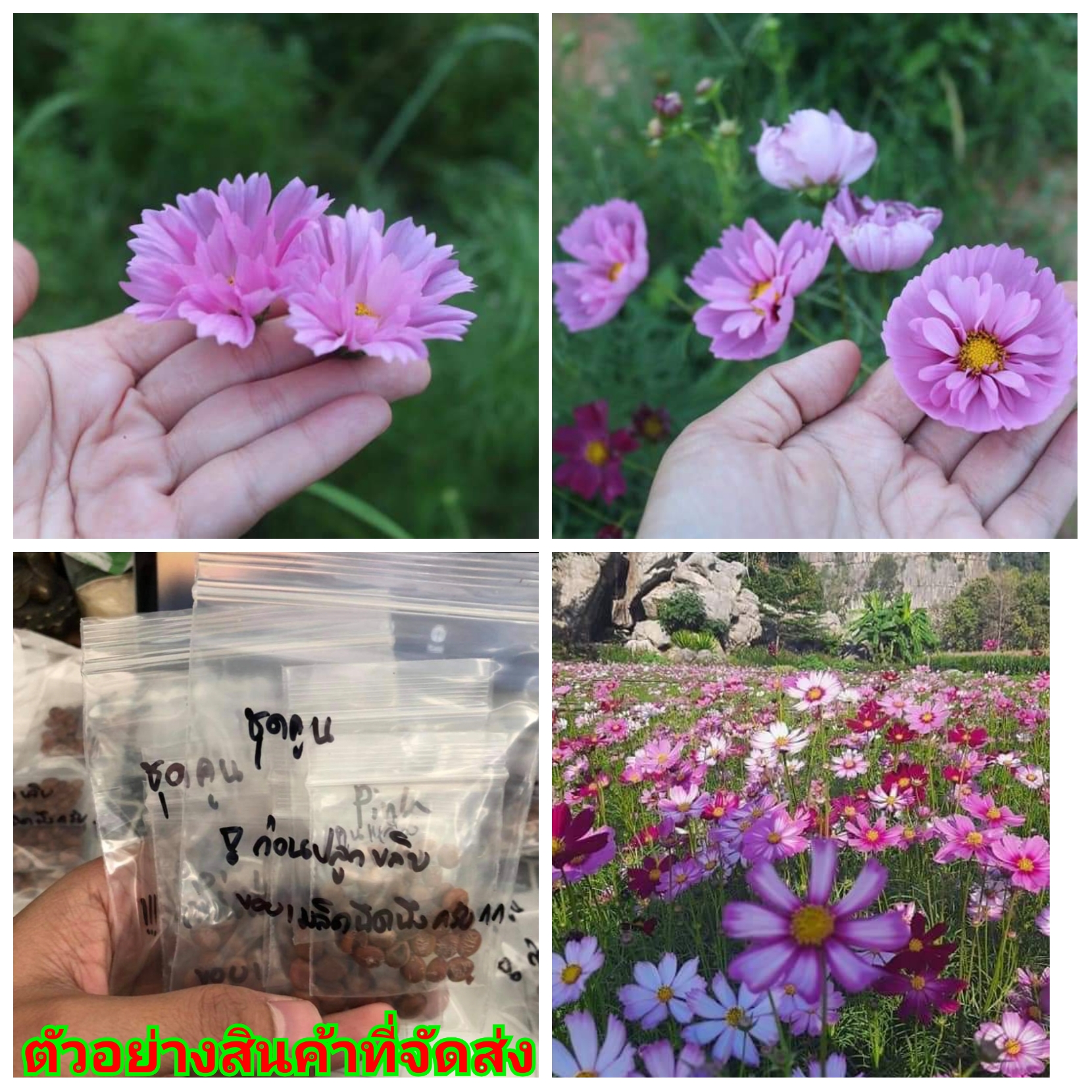 (ขาย เมล็ด) ต้น ดอก เมล็ด คอสมอส สายพันธุ์ใหม่ cosmos ดอกดาวกระจาย บ้านไร่อุดมสุข
