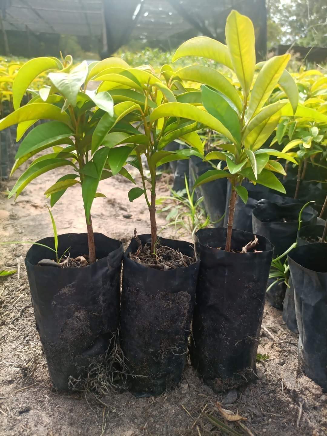 (4ต้น) ต้นแอปเปิ้ลสตาร์สีม่วง แอปเปิ้ลสตาร์ สตาร์แอปเปิ้ล / เยาวลักษณ์