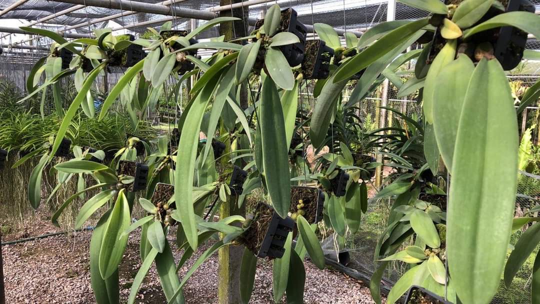 (1กอ)(ขาย ต้นพันธุ์) ดอก ต้น สิงโตฟาแลน ไม้ดึกดำบรรพ์ bulbophyllum phalaenopsis เอื้อง กล้วยไม้ orchidery