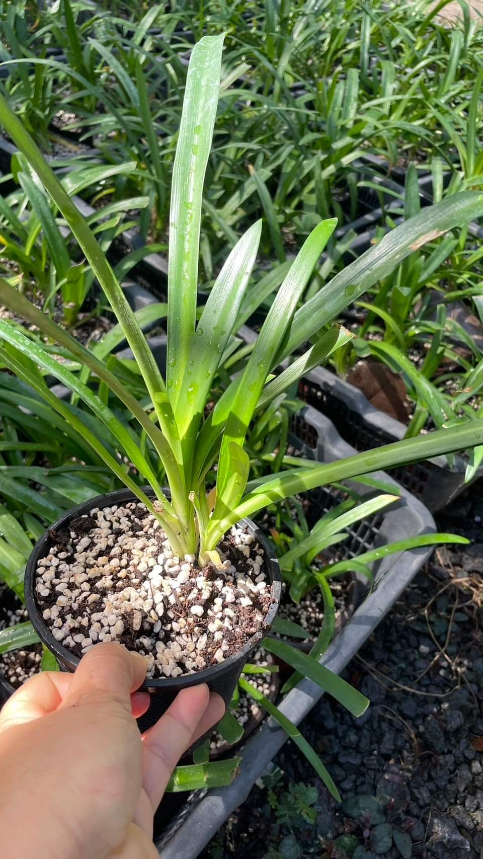 (1ต้น) ต้น อะกาแพนทัส ต้นอะกาแพนทัส Agapanthus Blue African lily Lily of nile / ศรัญลักษณ์