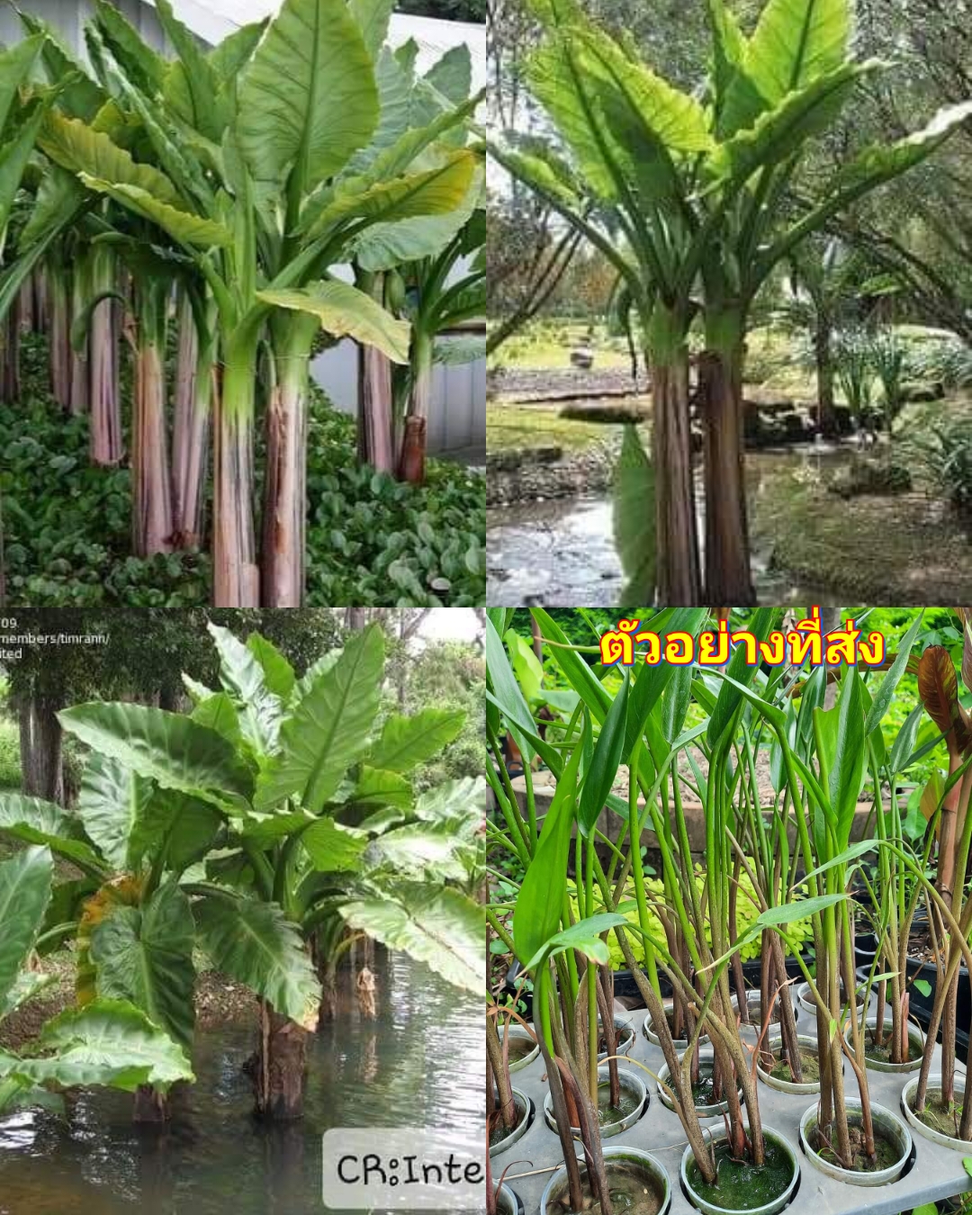 (3ต้น) ต้น กล้วยน้ำบราซิล - Typhonodorum lindleyanum กล้วยบราซิล หรือ กล้วยน้ำมาดากัสการ์ / Pongkarn