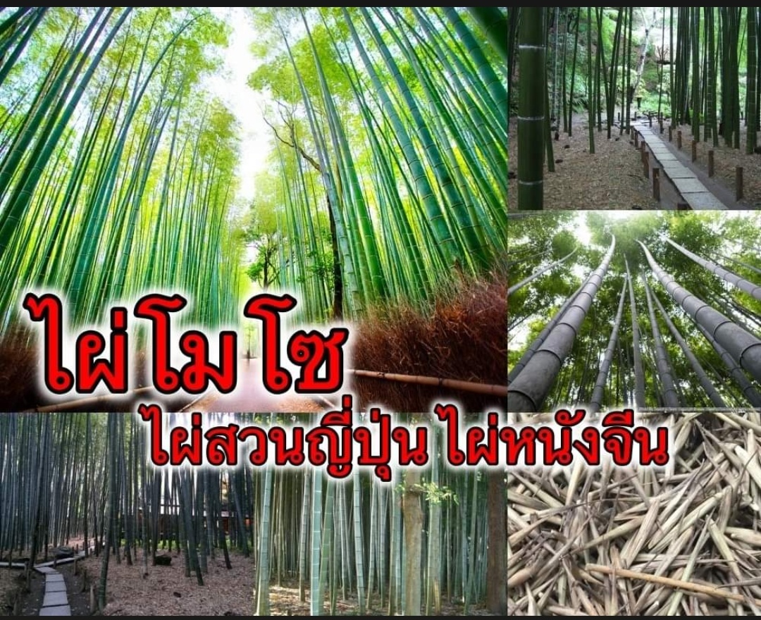 (ขายเมล็ดพันธุ์) ไผ่โมโซ ไผ่หนังจีน ไผ่ญี่ปุ่น moso bamboo ไผ่ ต้นไผ่ เมล็ด พันธุ์