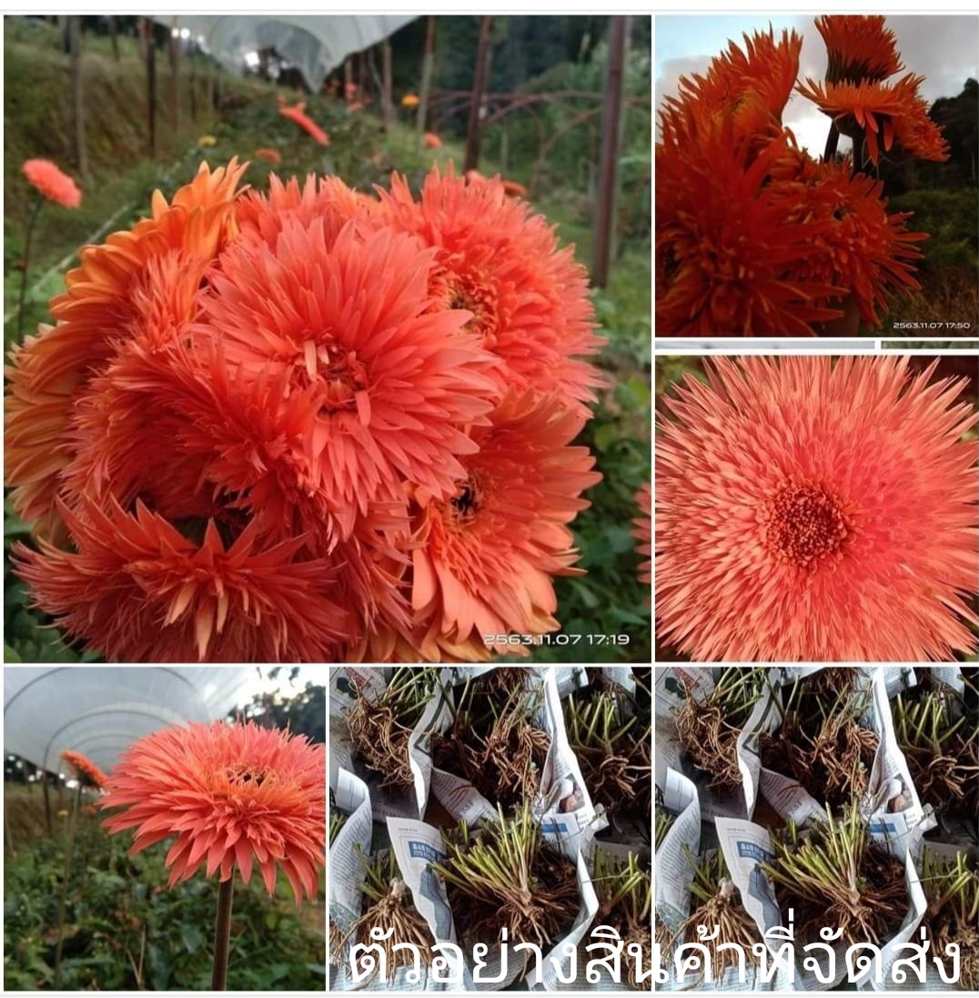 (ขาย ต้นพันธุ์) ต้น ดอก เยอบีร่า gerbera สวนดอกไม้ สวยสด งดงาม