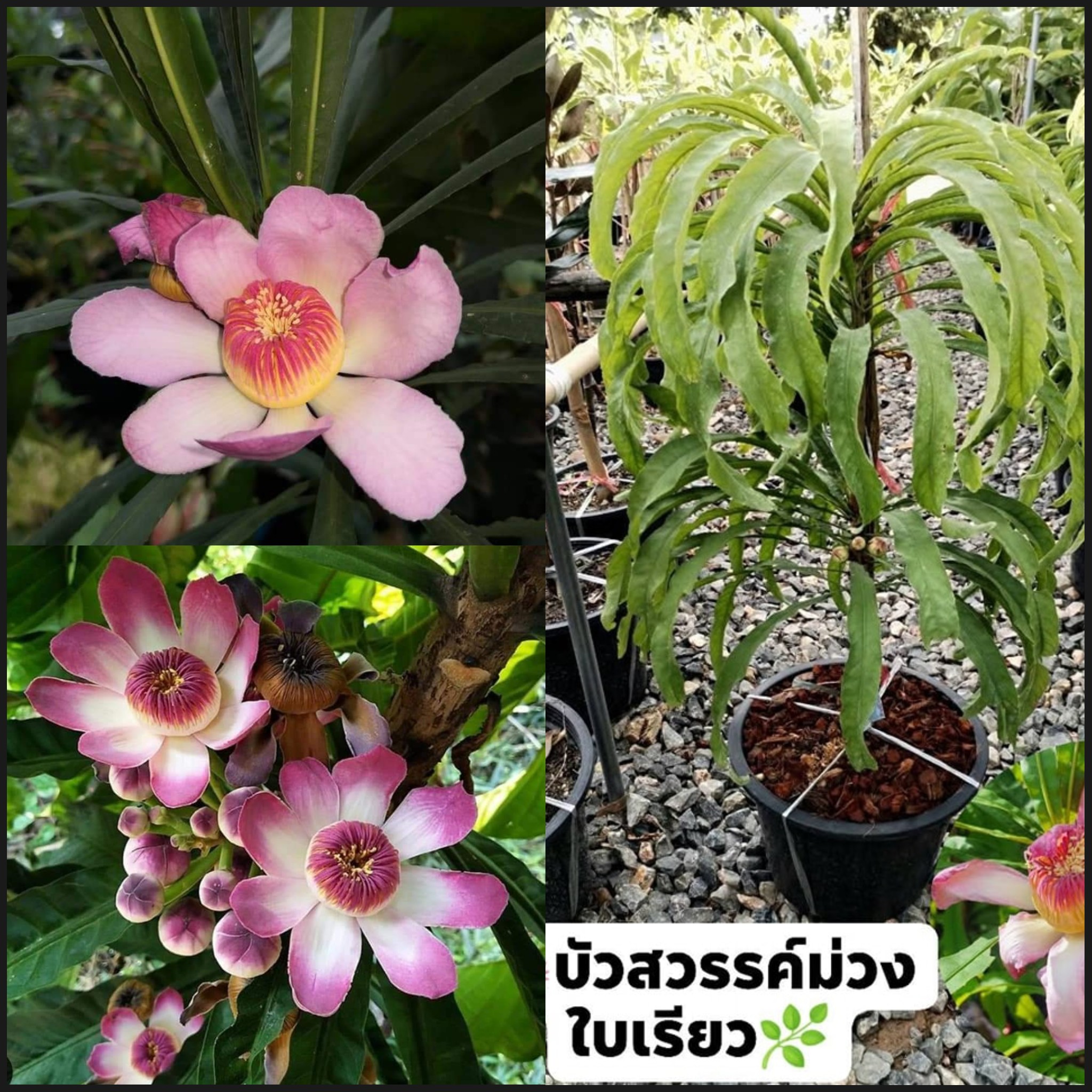 ต้นบัวสวรรค์ สีม่วง ใบเรียว บัวสวรรค์ กัตตาเวีย Gustavia insignis / apahcin
