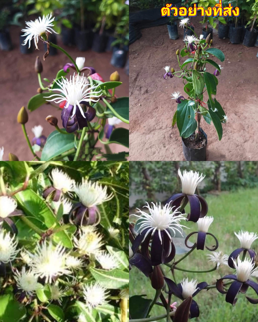 (1ต้น) ต้น พวงแก้วกุดั่น ต้นพวงแก้วกุดั่น ไม้เลื้อย CLEMATIS SMILACIFOLIA WALL / ณัฐวดี