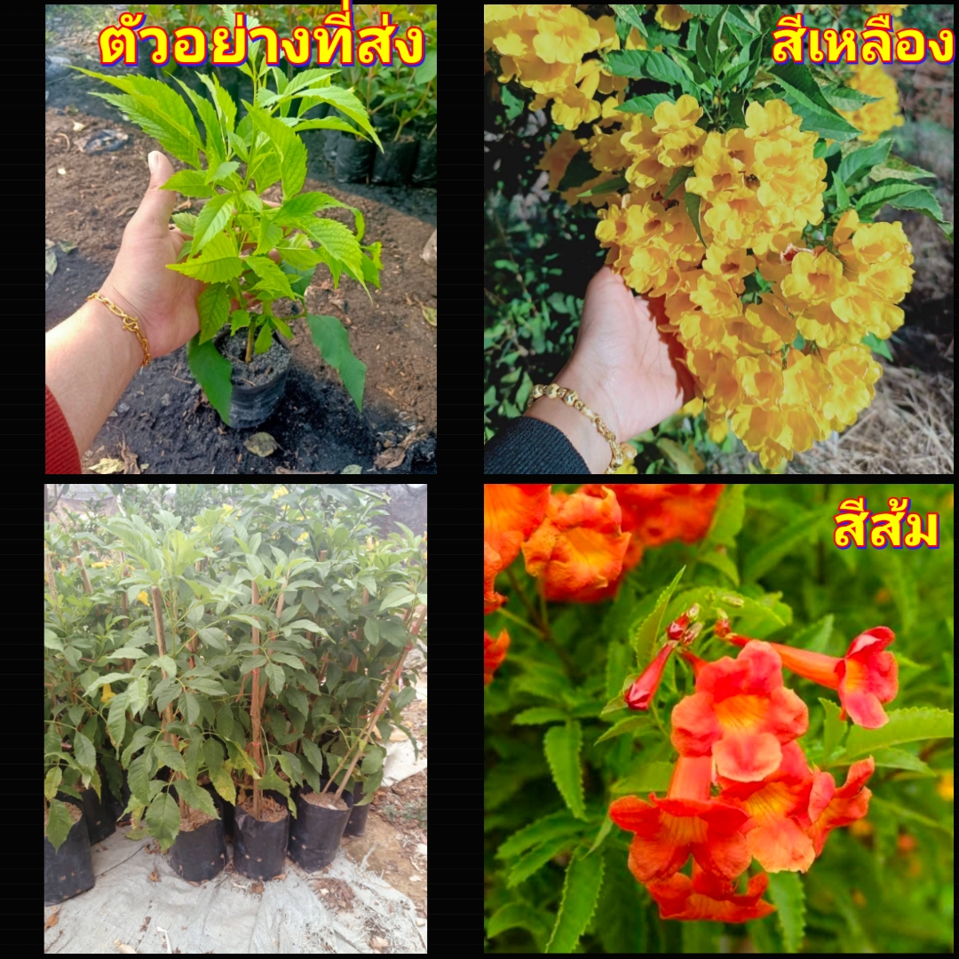 (2ต้น)(vาย ต้นพันธุ์) ดอก ต้น ต้นทองอุไร ทองอุไร สี เหลือง ส้ม สีเหลือง สีส้ม happy สำเนา