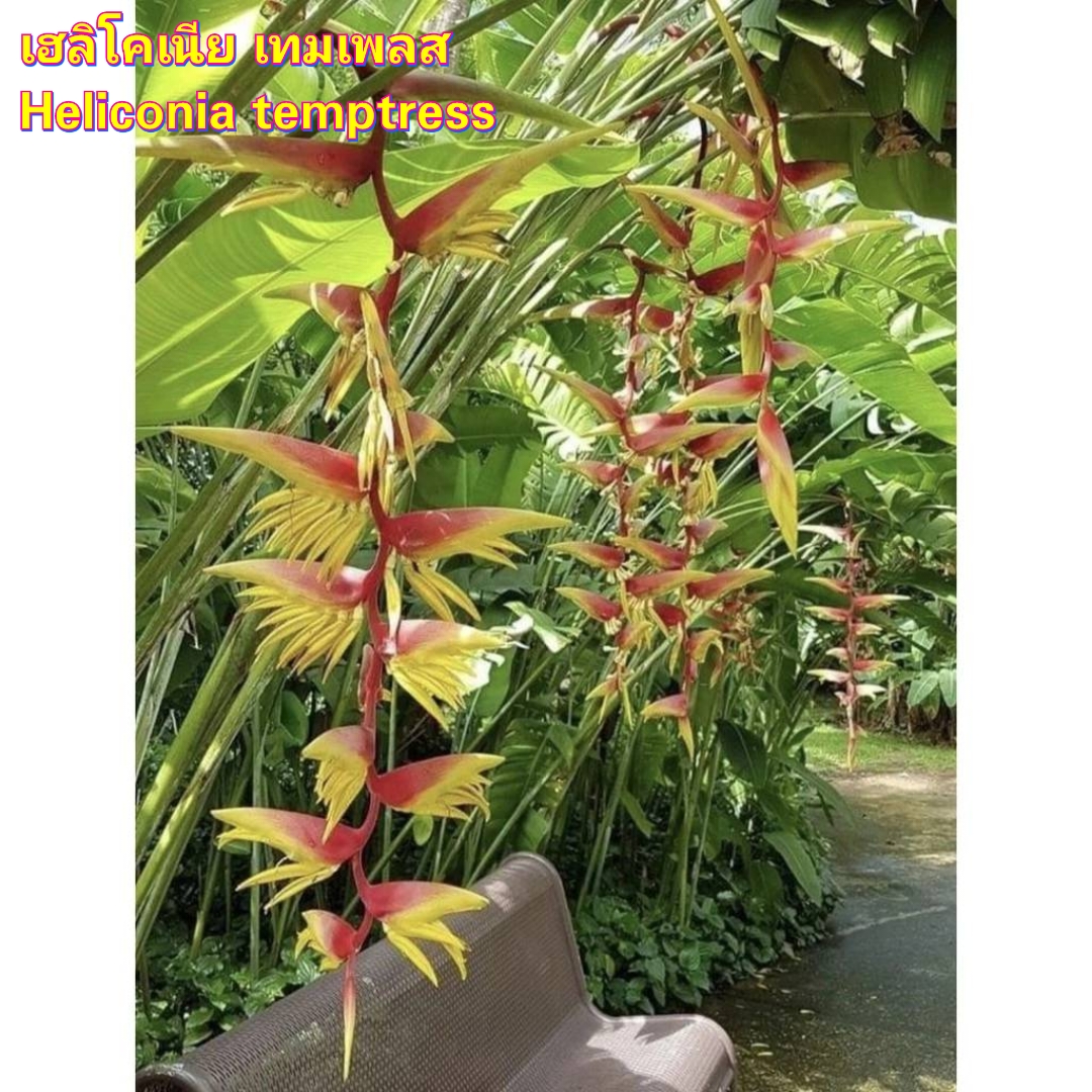 มี 13 สายพันธุ์ ให้เลือก ต้น หน่อ เหง้า เฮลิโคเนีย Heliconia เอ็กเซลซ่า excelsa คานารี่ สีเหลือง canari yellow คาลิเบียน Caribea โมเกน่า โปเกน่า bourgeana แอนโดรมีดา Andromeda ธรรมรักษา ก้ามกุ้ง เทมเพลส temptress เปโดร ออทิซ Pedro Ortiz คอลลินเซียน่า coll