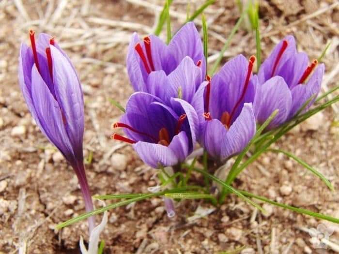 (1หัว) หญ้าฝรั่น หญ้า ฝรั่น ( ฝะหรั่น ) หรือเรียกว่า Saffron Crocus / ศรัณย์รักษ์