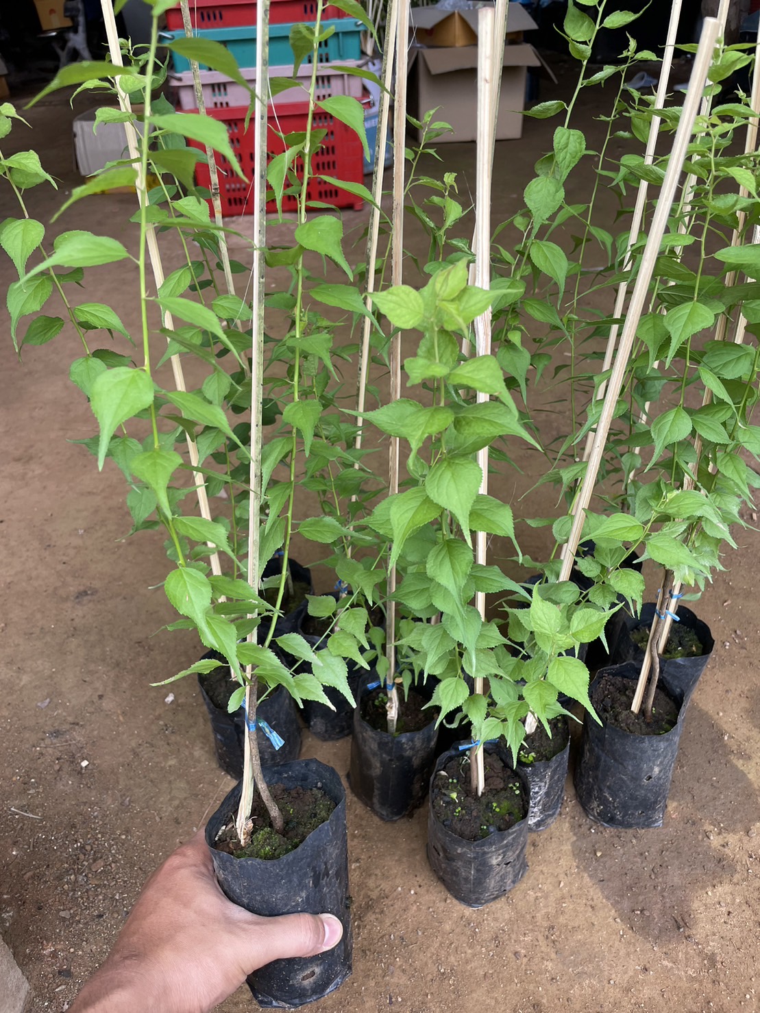 (1ต้น) มี4 พันธุ์ ให้เลือก ต้นบ้วย ต้นบ๊วย บ้วย บ๊วย plum tree ขุนวาง เบอร์ 2 ปิงติง เจียโถว ยูมิ / พิสุทธิ์