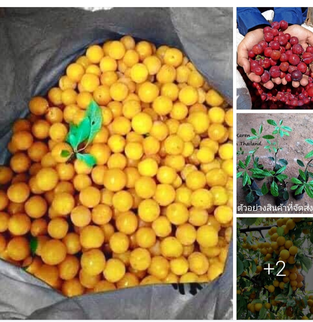 (ขาย ต้นพันธุ์) เชอรี่สีเหลือง พันธุ์มิราเบล ( Mirabelle ) เชอรี่ดอย สีแดง kupkip