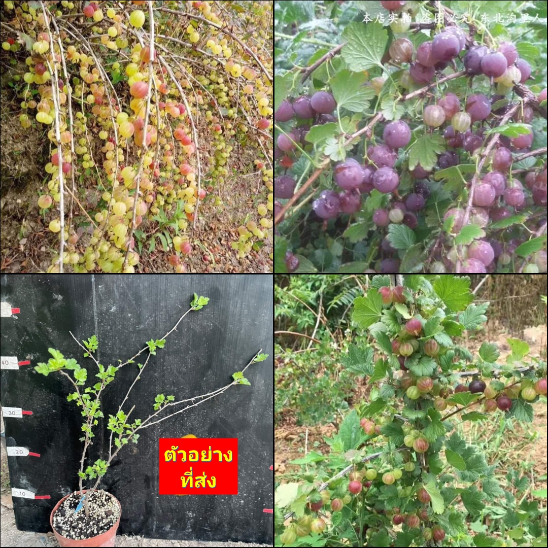 (1ต้น) Gooseberry กู๊ดเบอรี่ มะยมฝรั่ง ต้นกู๊ดเบอรี่ ต้นมะยมฝรั่ง / ศรัณย์รักษ์