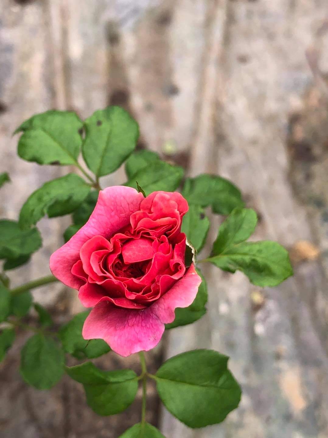 (1ต้น) ดอก ต้น กุหลาบ คริสโตเฟอร์มาโล Christopher Marlowe rose buncha