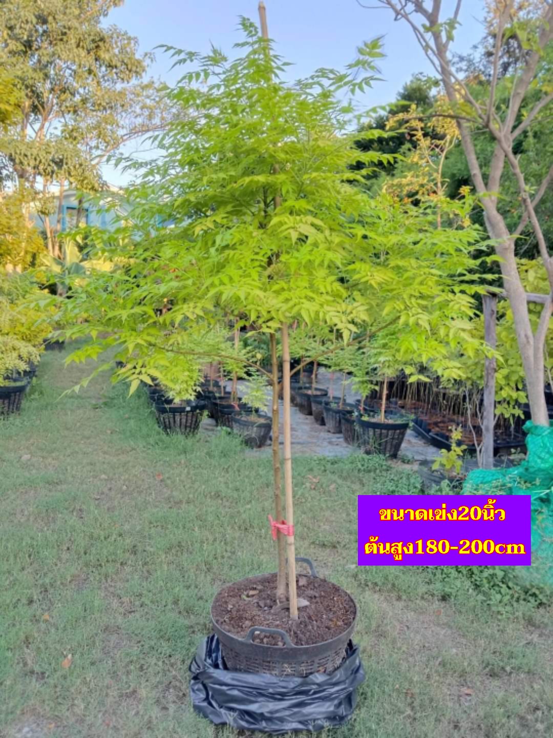 (1ต้น) ต้น เกษมณีสีทอง เมเปิ้ลเขียว เมเปิ้ลไทย Melia azedarach เลี่ยนทอง นารี เกรียน เฮี่ยน เลี่ยนดอกม่วง ลำเลี่ยน ลั้วะ โขวหนาย ขู่เลี่ยน ขู่เลี่ยนซู่ Bastard cedar, Bead tree Chaina tree Chinaball tree Persian lilac White cedar Melia azedarach L / Pongk