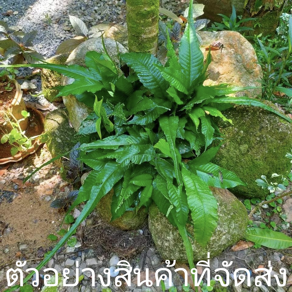 (3 มัด) ต้น เฟิร์นหางหงส์ ต้นเฟิร์นหางหงส์ / norpatnana สำเนา