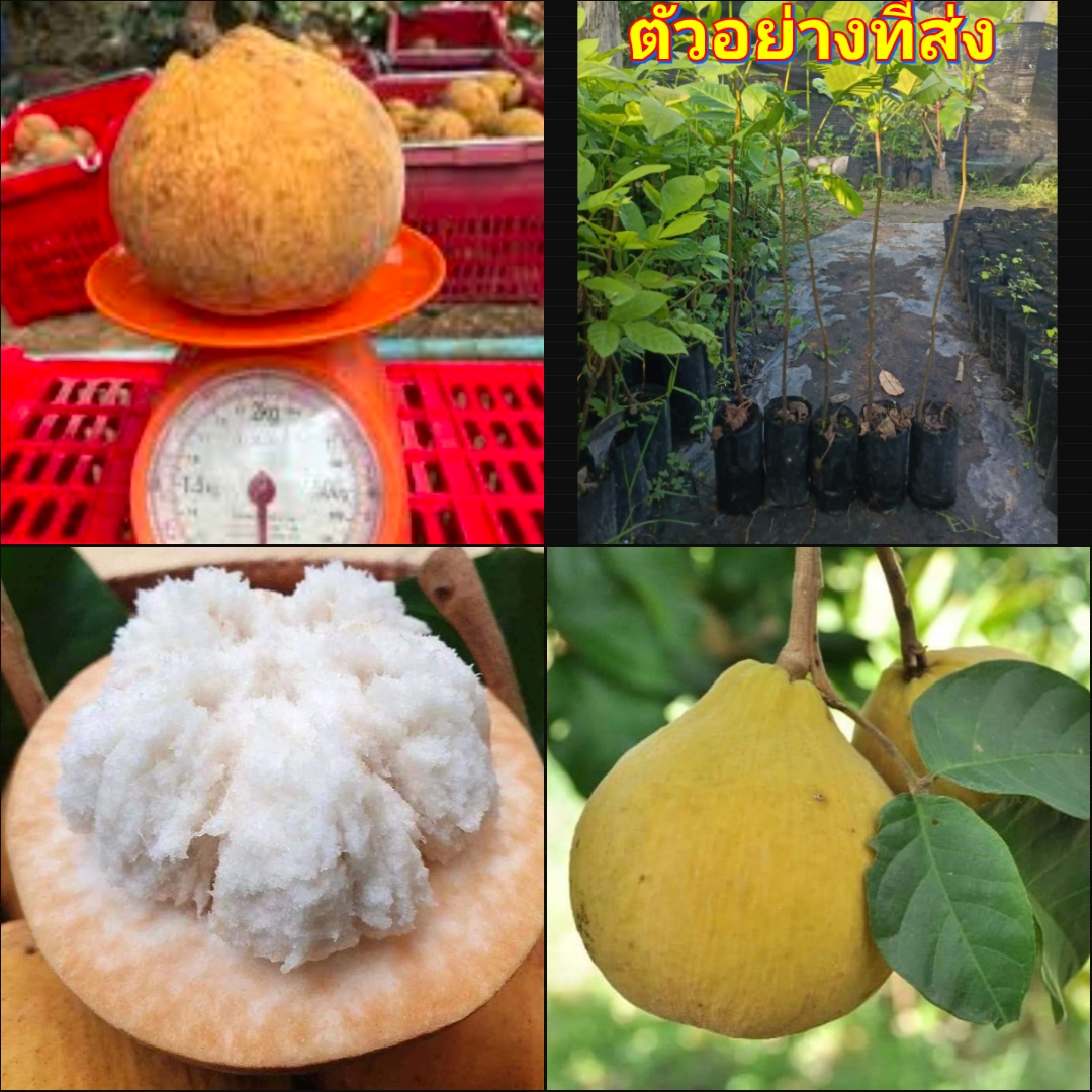 (5ต้น) ต้น กระท้อนปุยฝ้าย ต้นกระท้อนปุยฝ้าย ต้นกระท้อน ปุยฝ้าย ต้นกระท้อนอีล่ายักษ์ เพาะเมล็ด เสียบยอด ติดตา