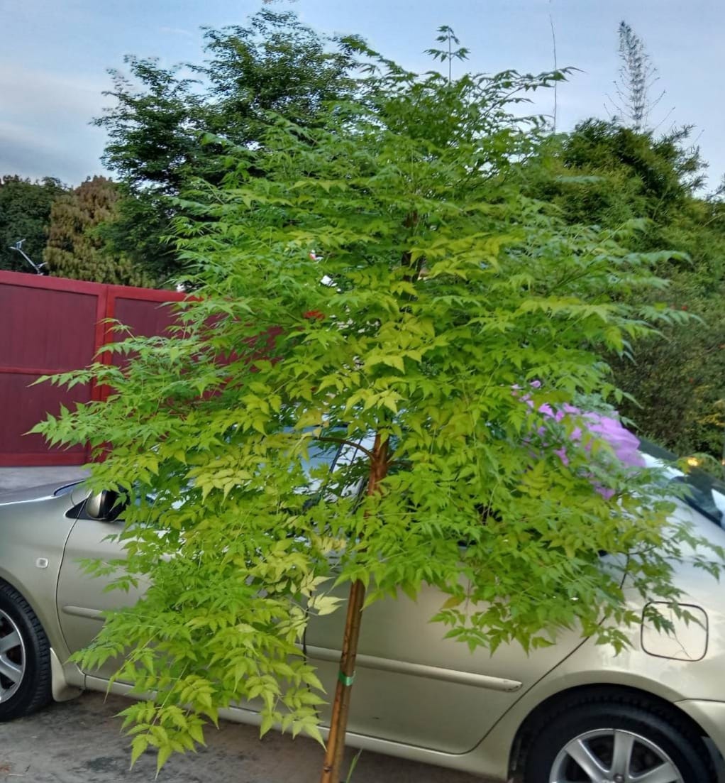 (1ต้น) ต้น เกษมณีสีทอง เมเปิ้ลเขียว เมเปิ้ลไทย Melia azedarach เลี่ยนทอง นารี เกรียน เฮี่ยน เลี่ยนดอกม่วง ลำเลี่ยน ลั้วะ โขวหนาย ขู่เลี่ยน ขู่เลี่ยนซู่ Bastard cedar, Bead tree Chaina tree Chinaball tree Persian lilac White cedar Melia azedarach L / Pongk