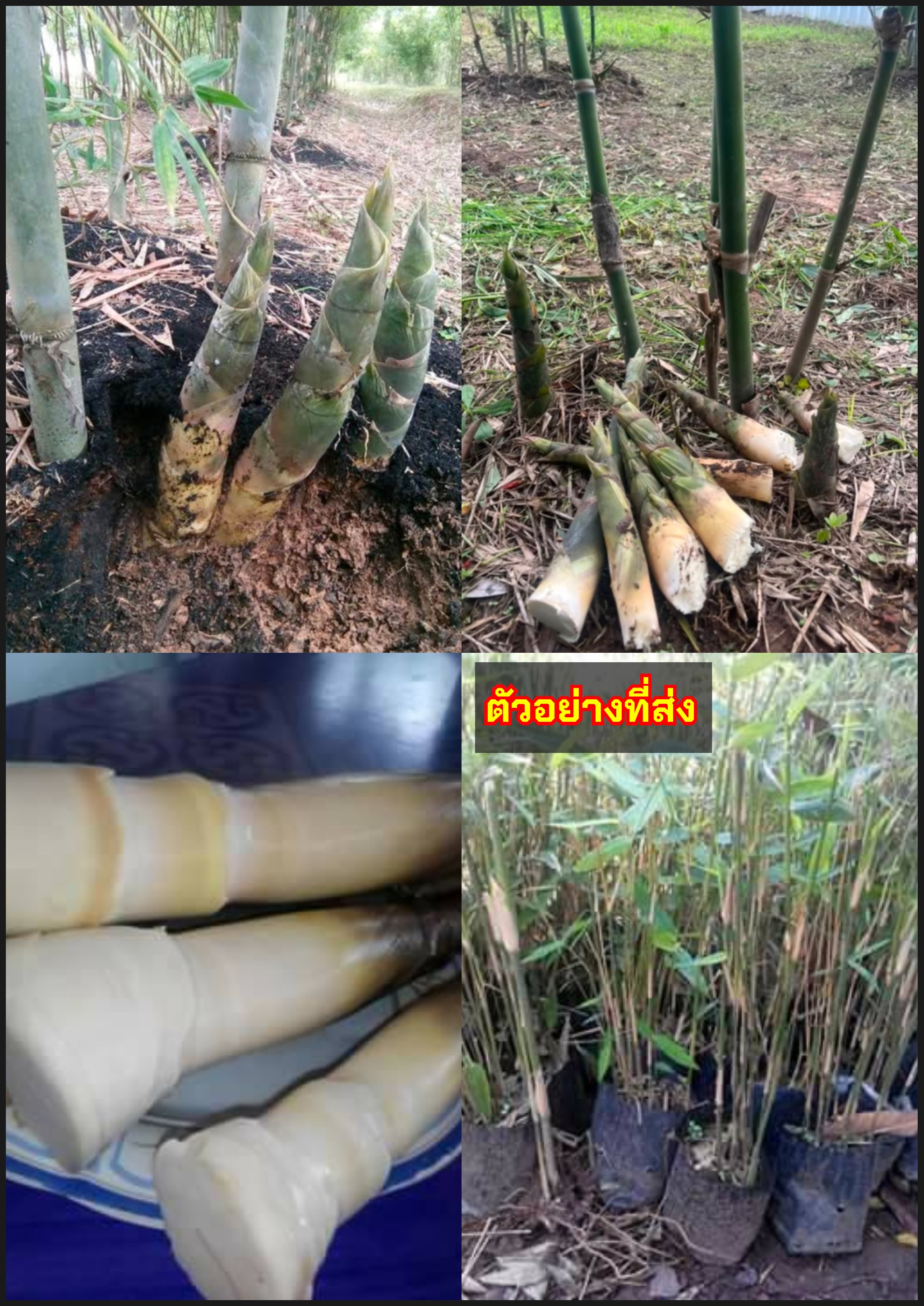 ต้นไผ่บงหวาน ไผ่บงหวาน Burmese Bamboo Bambusa burmanica Sweet Bamboo / idawalil