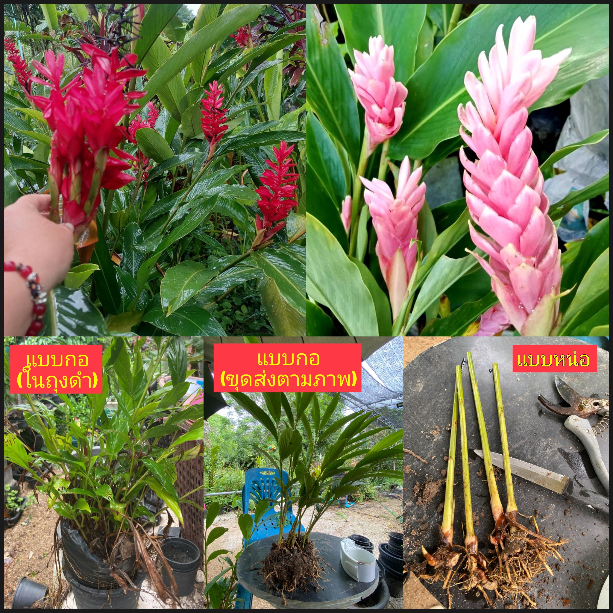 ต้น หน่่อ ดอก ขิงชมพู ต้นขิงชมพู สีชมพู ขิงแดง ต้นขิงแดง สีแดง ขิงประดับ Alpinia purpurata Eileen Macdonald / eenahcad