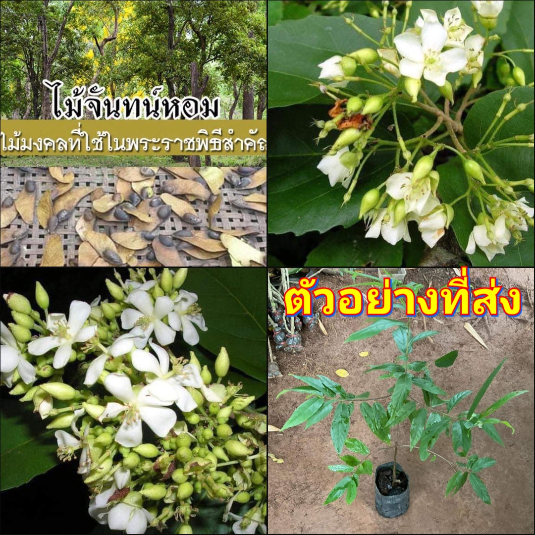 (1ต้น) จันทน์หอม ต้นจันทร์หอม จันทน์ จันทน์ชะมด จันทน์ขาว จันทน์พม่า Kalamet / ณัฐวดี