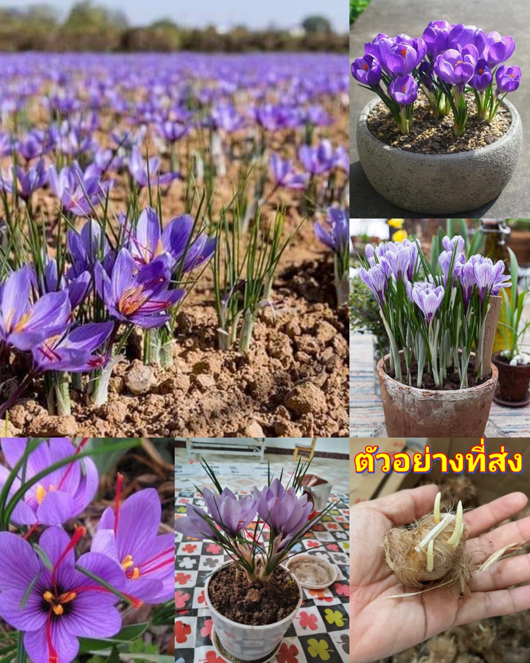 (1หัว) หญ้าฝรั่น หญ้า ฝรั่น ( ฝะหรั่น ) หรือเรียกว่า Saffron Crocus / ศรัณย์รักษ์
