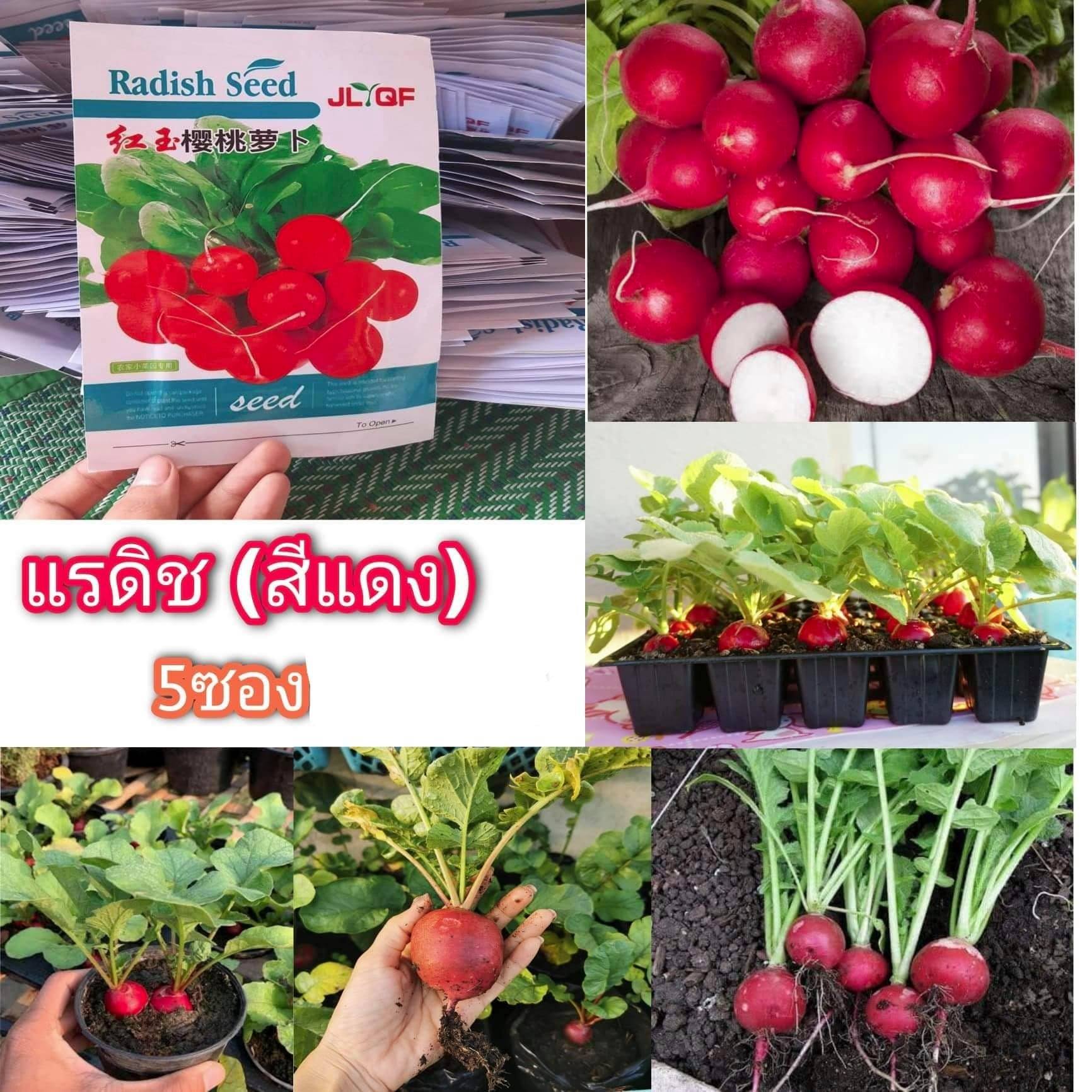 ขาย เมล็ด ฟักทองญี่ปุ่น สี ส้ม แรดิช แดง ขาว ข้าวโพดข้าวเหนียว ดำ แตงกวาญี่ปุ่น กะหล่ำดาว หอมจีน กวางตุ้งฮ่องเต้ บวบจีน