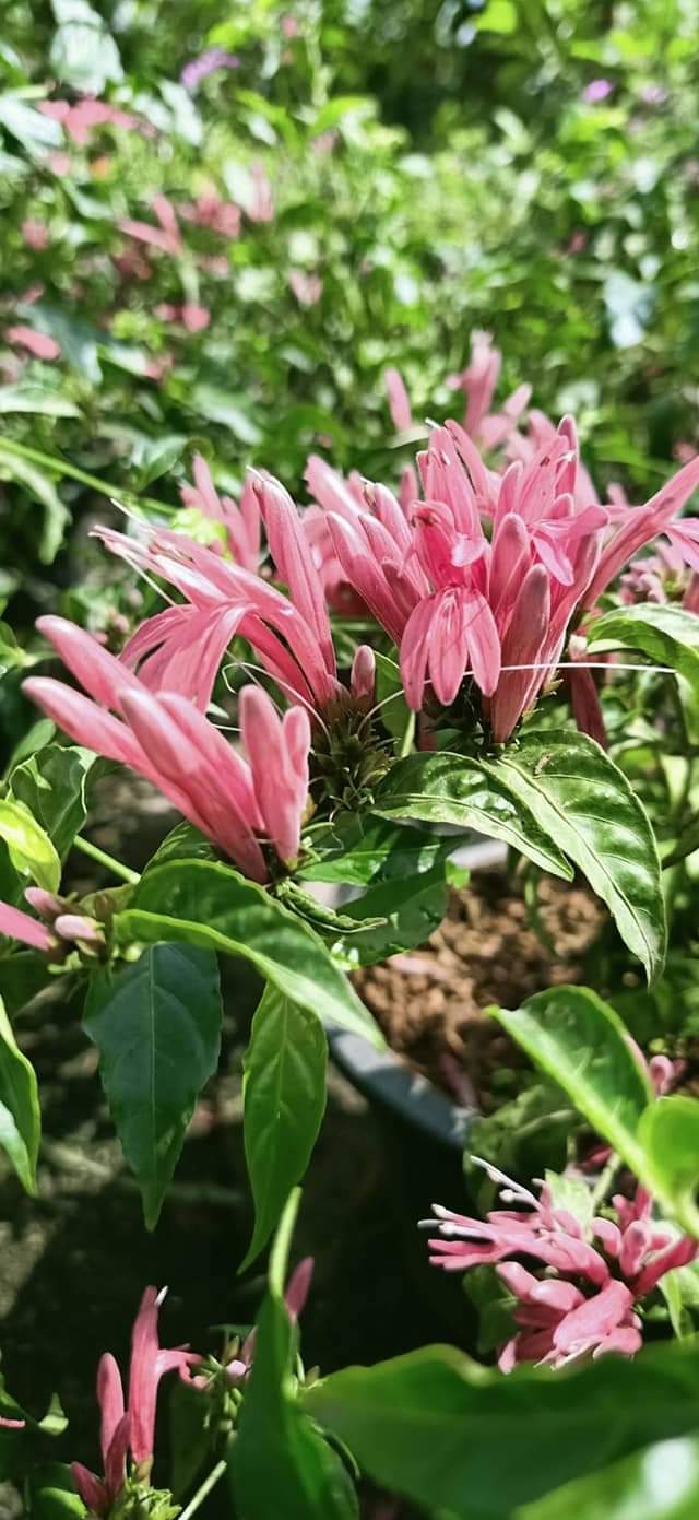 (ขาย ต้นพันธุ์) ดอก ต้น ต้นราตรีสีชมพู ต้นราตรี สีชมพู ราตรี fadel