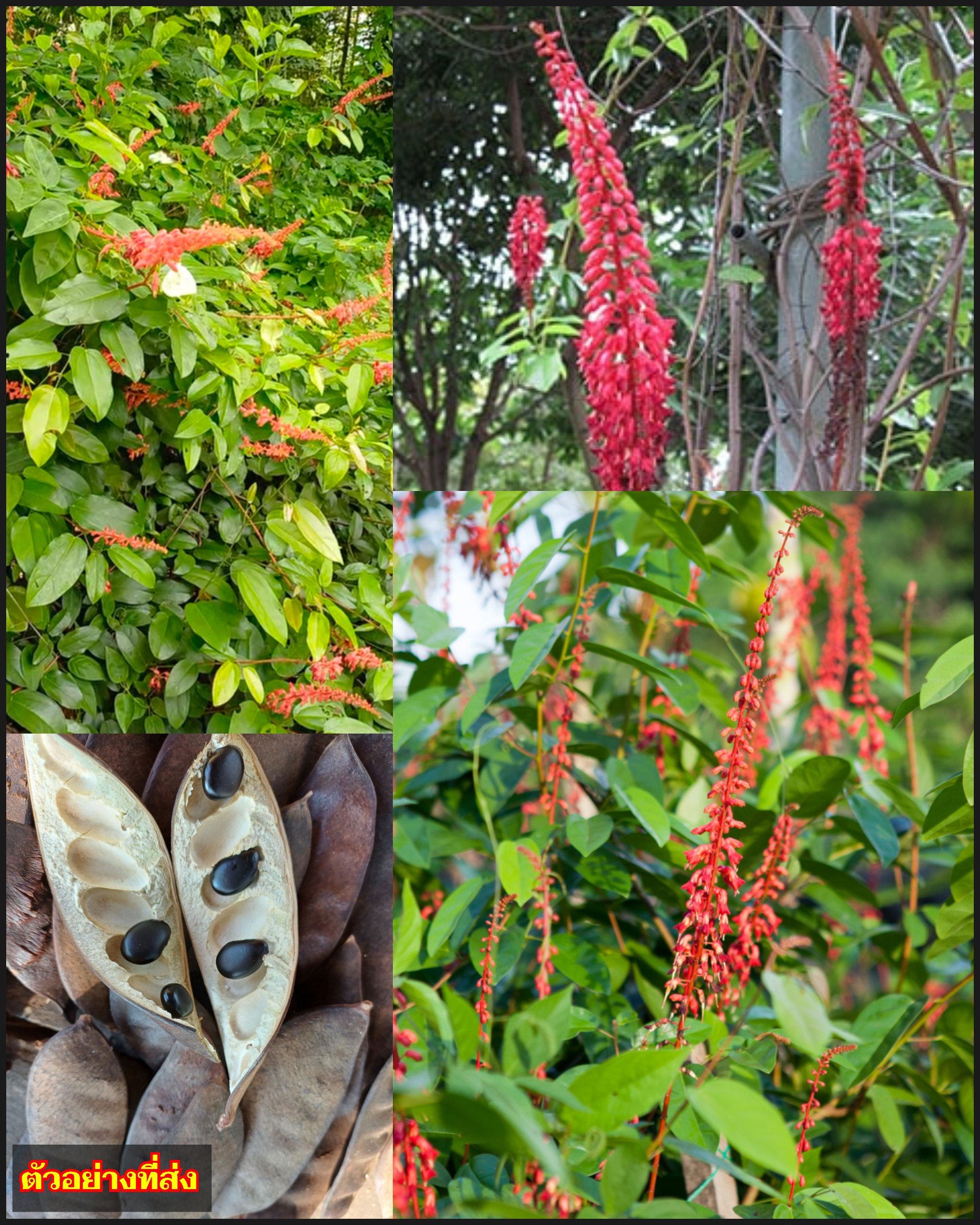 เครือขยัน หรือ ย่านางแดง หญ้านางแดง Bauhinia strychnifolia / ahcta