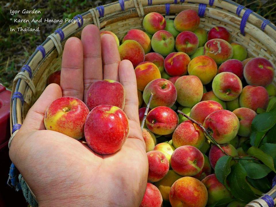 (1ต้น) ต้น แอปริคอท พันธุ์ อินเดีย India Apricot เอพริคอต แอพริคอต แอปริคอต ต้นแอปริคอท ต้นแอปริคอต / พิสุทธิ์