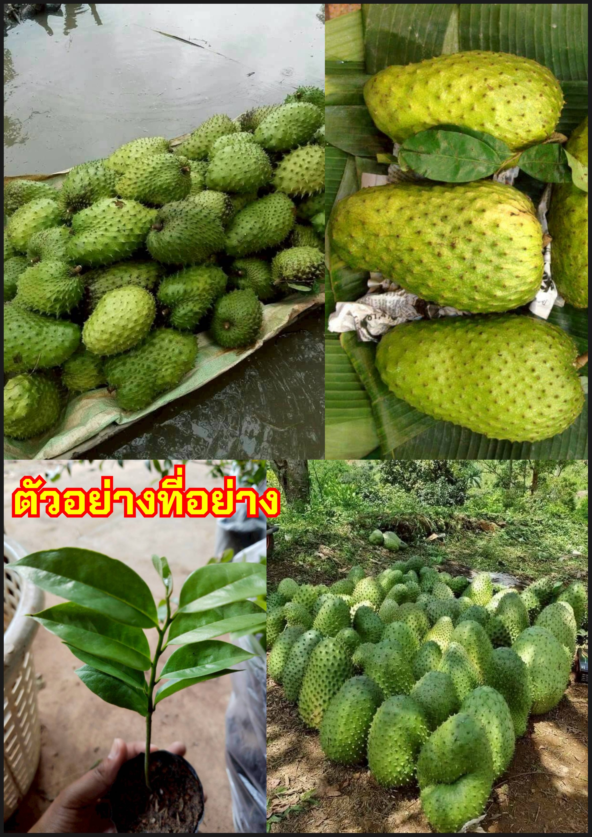 2ต้น ทุเรียนเทศยักษ์โคลัมเบีย ทุเรียนน้ำ Soursop Prickly Custard Apple Annona muricata L yppah