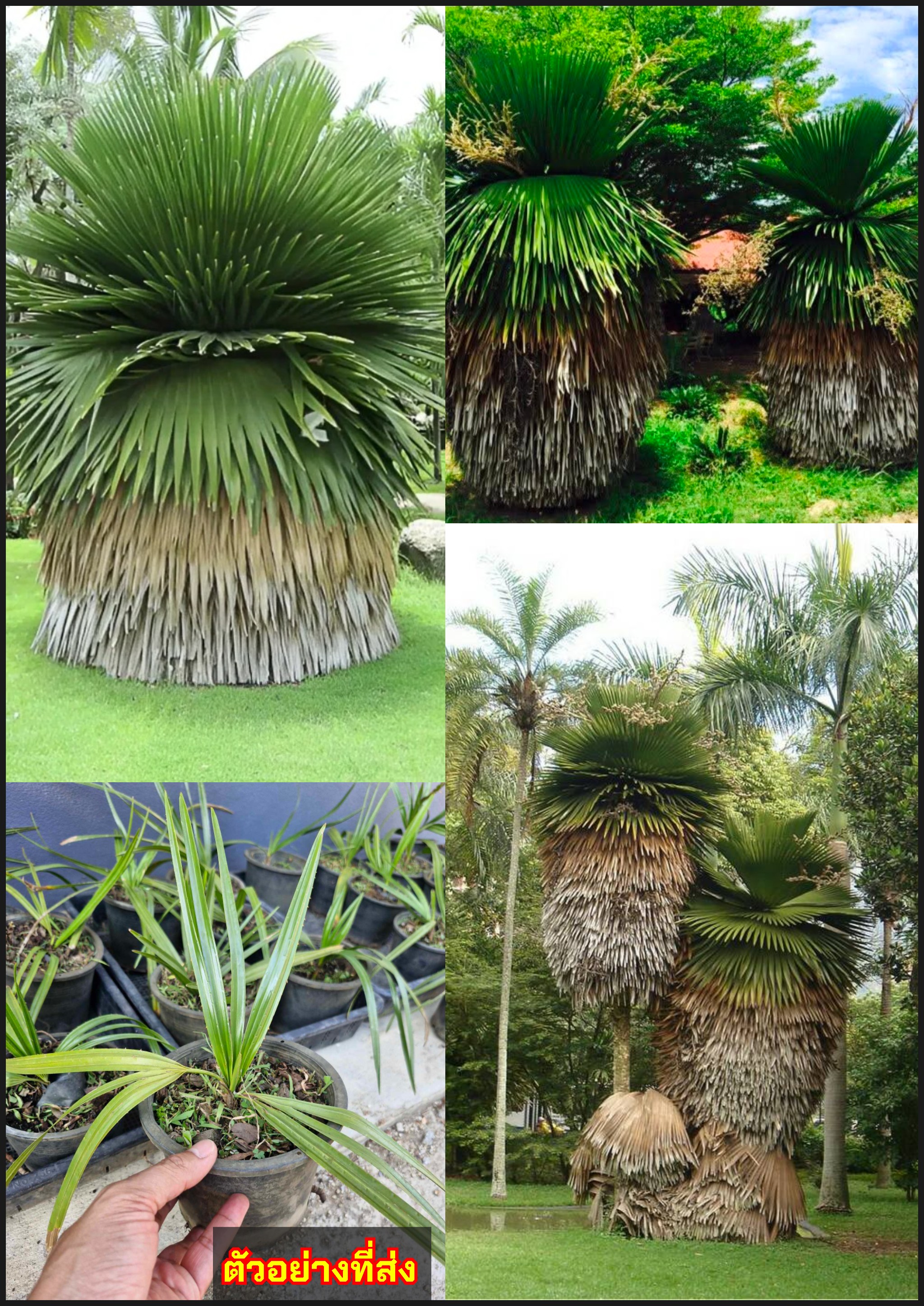 ปาล์มอ้ายหมี ปาล์มแปลก หมีกระโปรง Cuban Petticoat Palm Copernicia macroglossa H.Wendl. ex / tihcip