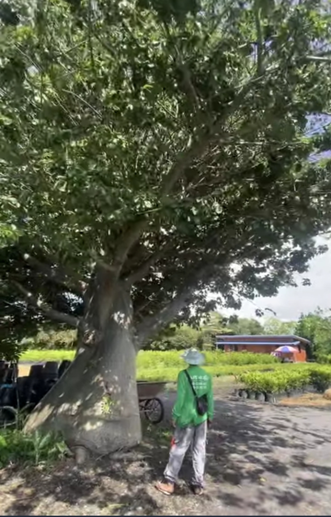 ต้นเบาบับดิจิทาทา พันธุ์ต้นอ้วน Adansonia digitata baobab / eertnom