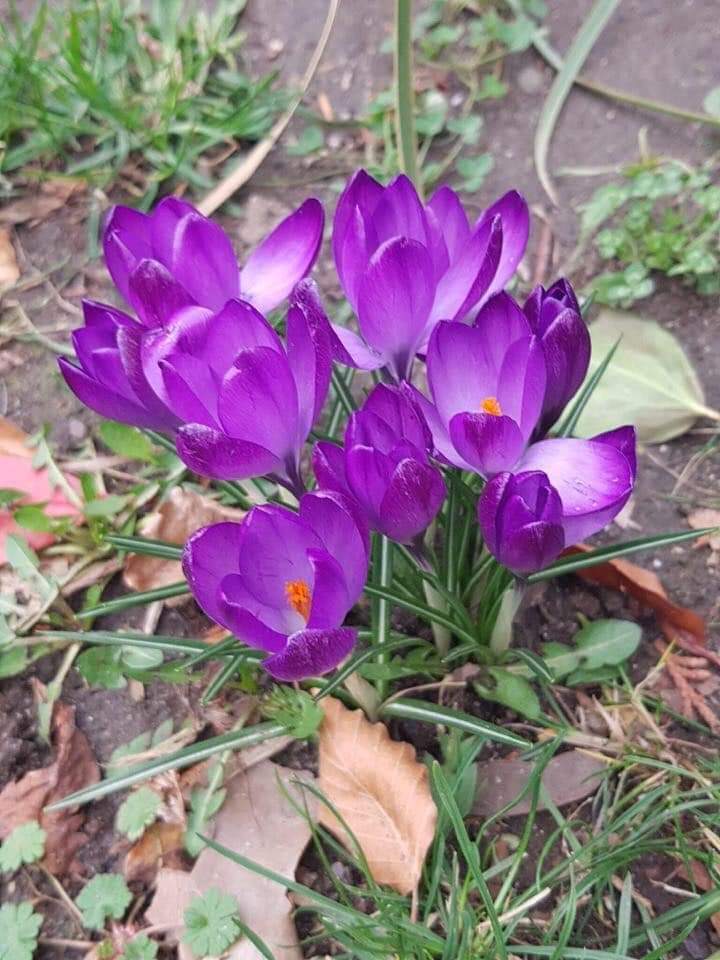(1หัว) หญ้าฝรั่น หญ้า ฝรั่น ( ฝะหรั่น ) หรือเรียกว่า Saffron Crocus / ศรัณย์รักษ์
