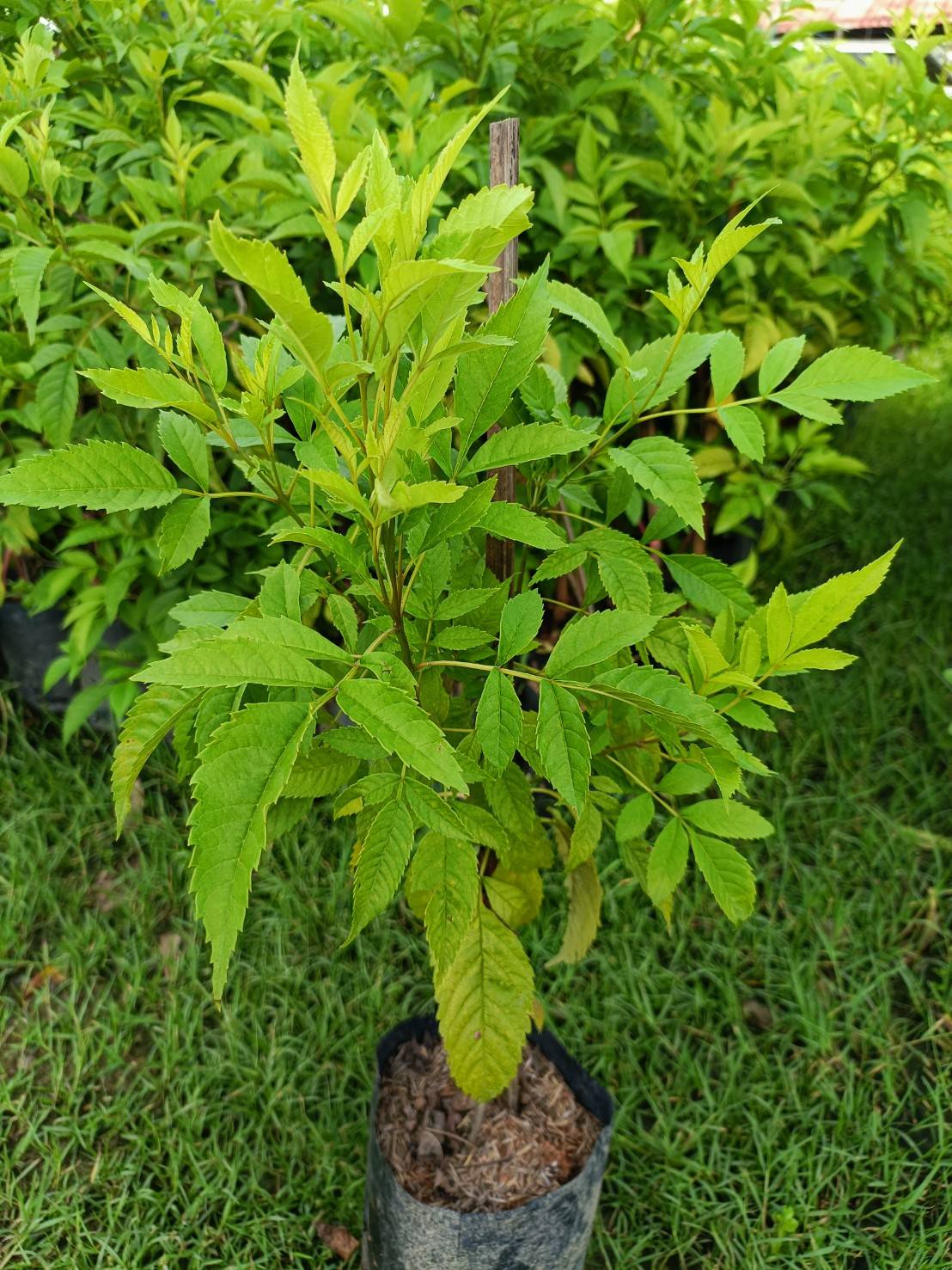 (2ต้น) ต้น ทองอุไรมิกกี้เมาส์ ทองอุไร ต้นทองอุไร มิกกี้เมาส์ happy