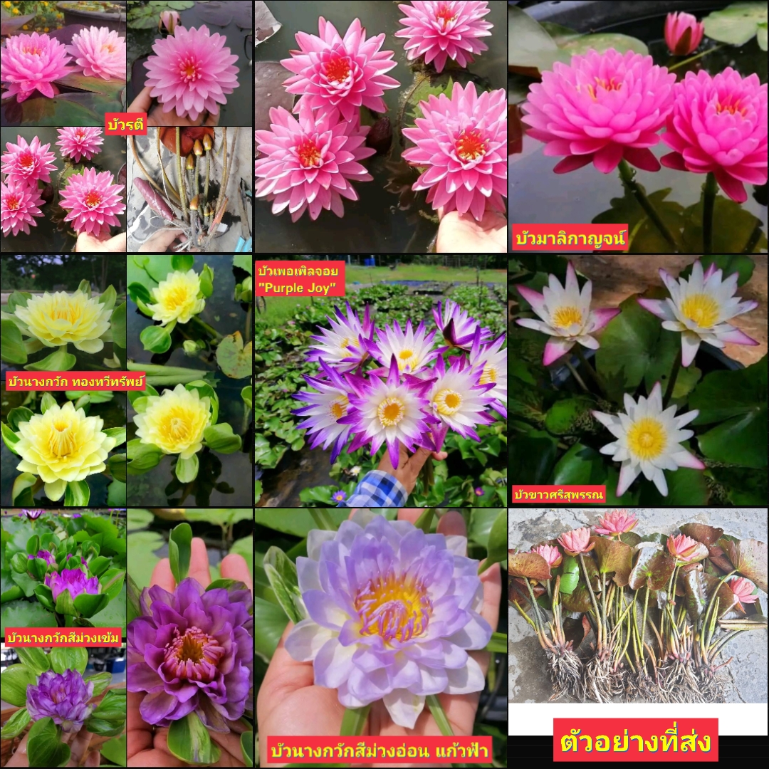 (1ต้น) มี7รายการ บัว ต้นบัว บัวประดับ บัวปลูกใน อ่าง บัวนางกวัก ขาวศรีสุพรรณ บัวเพอเพิลจอย Purple Joy บัวมงคล / ราตรี