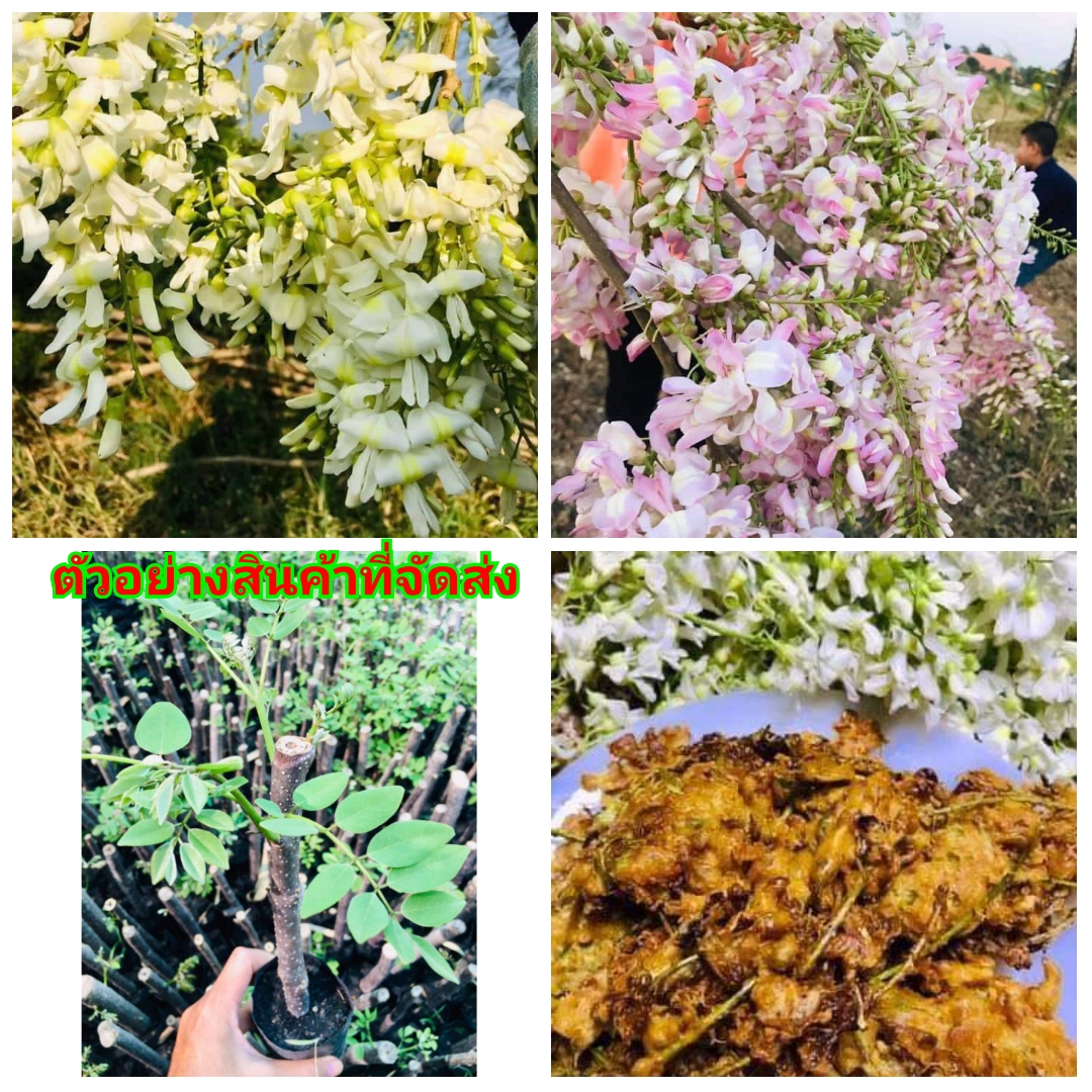 (2ต้น)(ขาย ต้นพันธุ์) ดอก ต้น ต้นแคร์ฝรั่ง แคร์ฝรั่ง แคฝรั่ง ต้นแค ดอกแคร์ ดอกแคร์ สี ขาว ชมพู วิเชียร