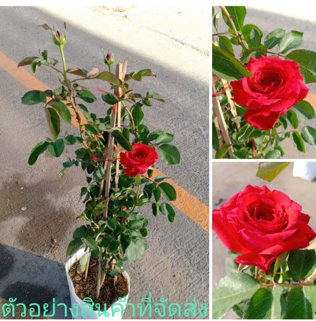 (ขาย ต้นพันธุ์) ต้น ดอก กุกลาบเลื้อย สีแดง ตามภาพ ดอกดก ภูษณิศา