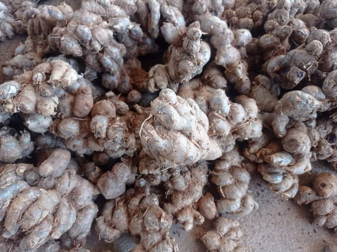 (1กก) เหง้า หัว กระชายดำ เหง้าสด เหง้ากระชายดำ กระชาย ดำ หัวกระชายดำ สวนบนดอย