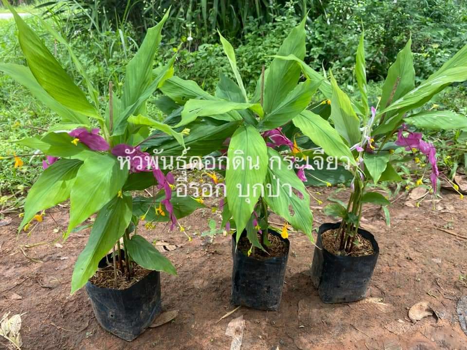 (3ถุงดำ)(ขาย ต้นพันธุ์) ดอก ต้น นาง พญา หงส์เหิน ดอกเข้าพรรษา เข้าพรรษา นางพญาหงส์เหิน พญาหงส์เหิน ต้นเข้าพรรษา สี ม่วง อม ชมพู