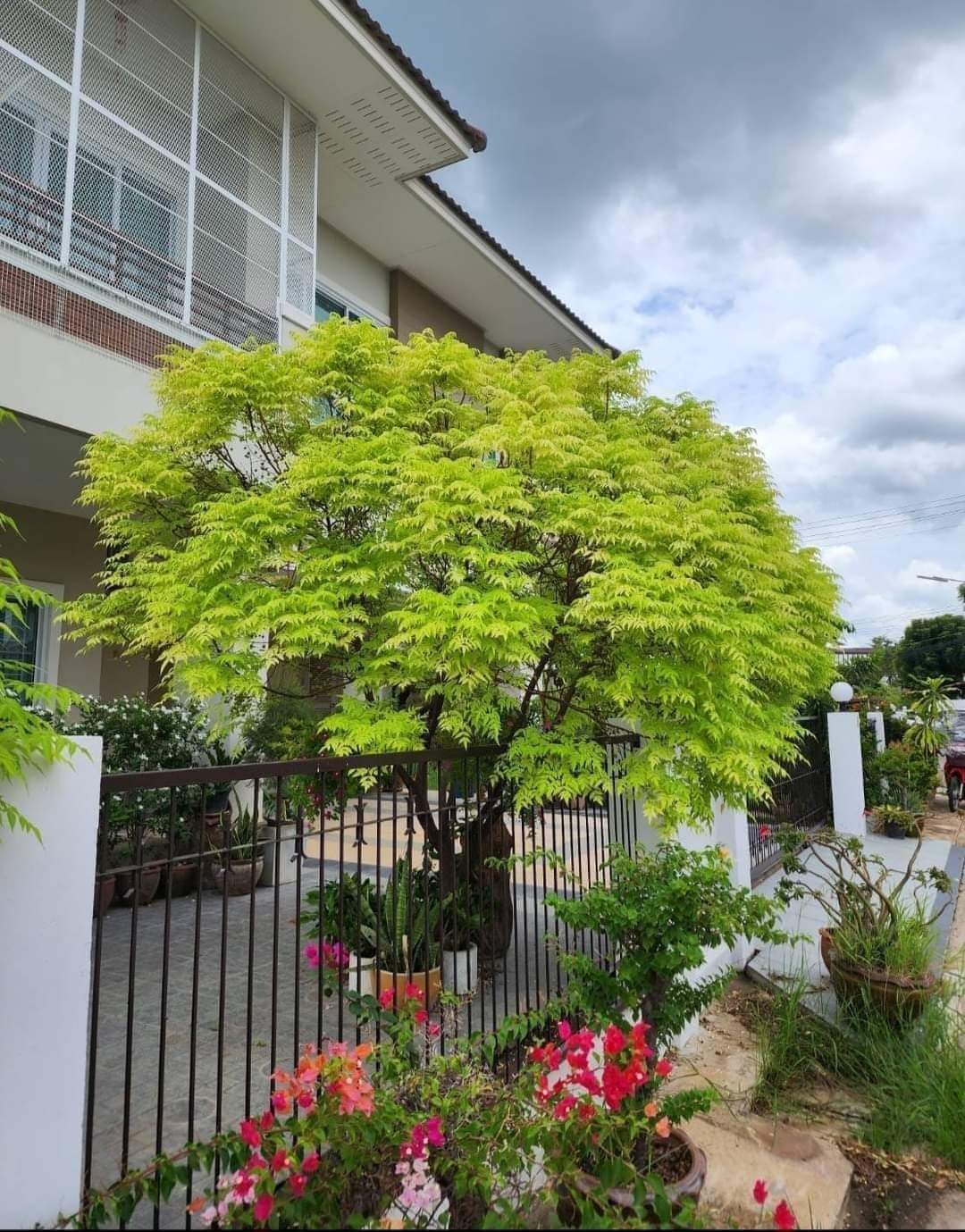 (1ต้น) ต้น เกษมณีสีทอง เมเปิ้ลเขียว เมเปิ้ลไทย Melia azedarach เลี่ยนทอง นารี เกรียน เฮี่ยน เลี่ยนดอกม่วง ลำเลี่ยน ลั้วะ โขวหนาย ขู่เลี่ยน ขู่เลี่ยนซู่ Bastard cedar, Bead tree Chaina tree Chinaball tree Persian lilac White cedar Melia azedarach L / Pongk