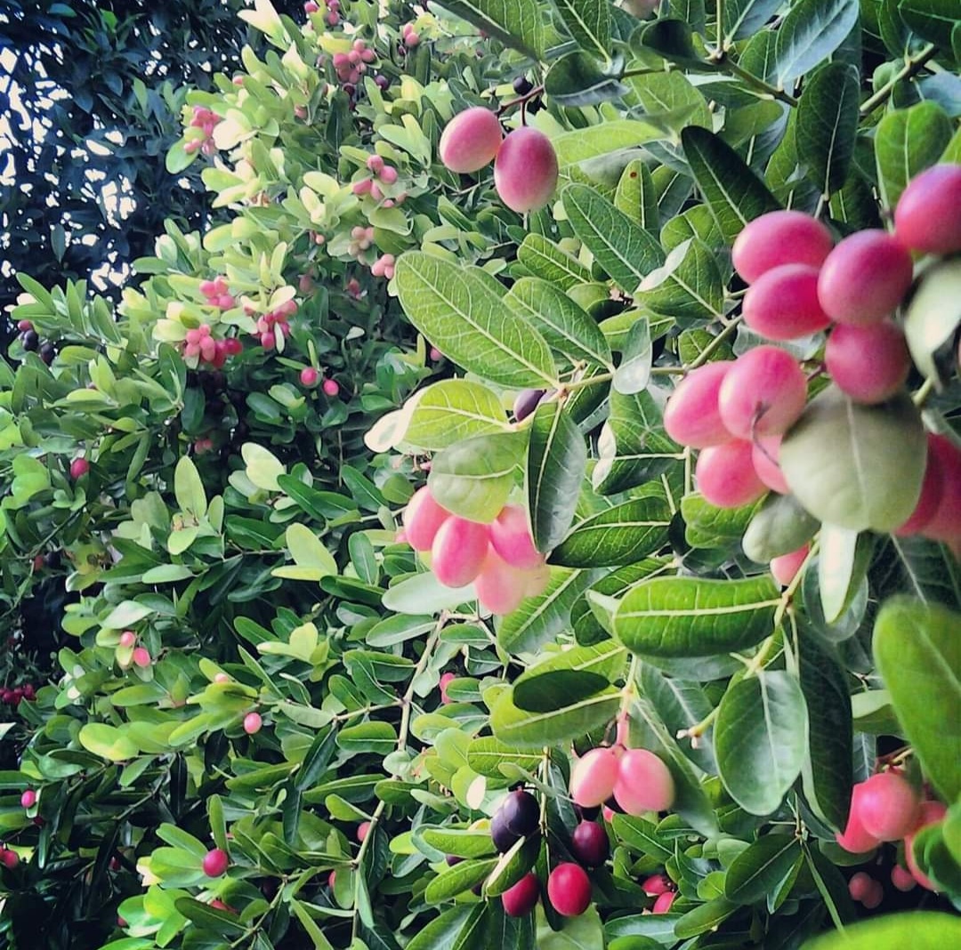 น้ำมะม่วงหาวมะนาวโห่ 100% สิริสมปอง Karanda juice สวนมะนาวโห่ลุงศิริ & สูตร ไซเดอร์ cider