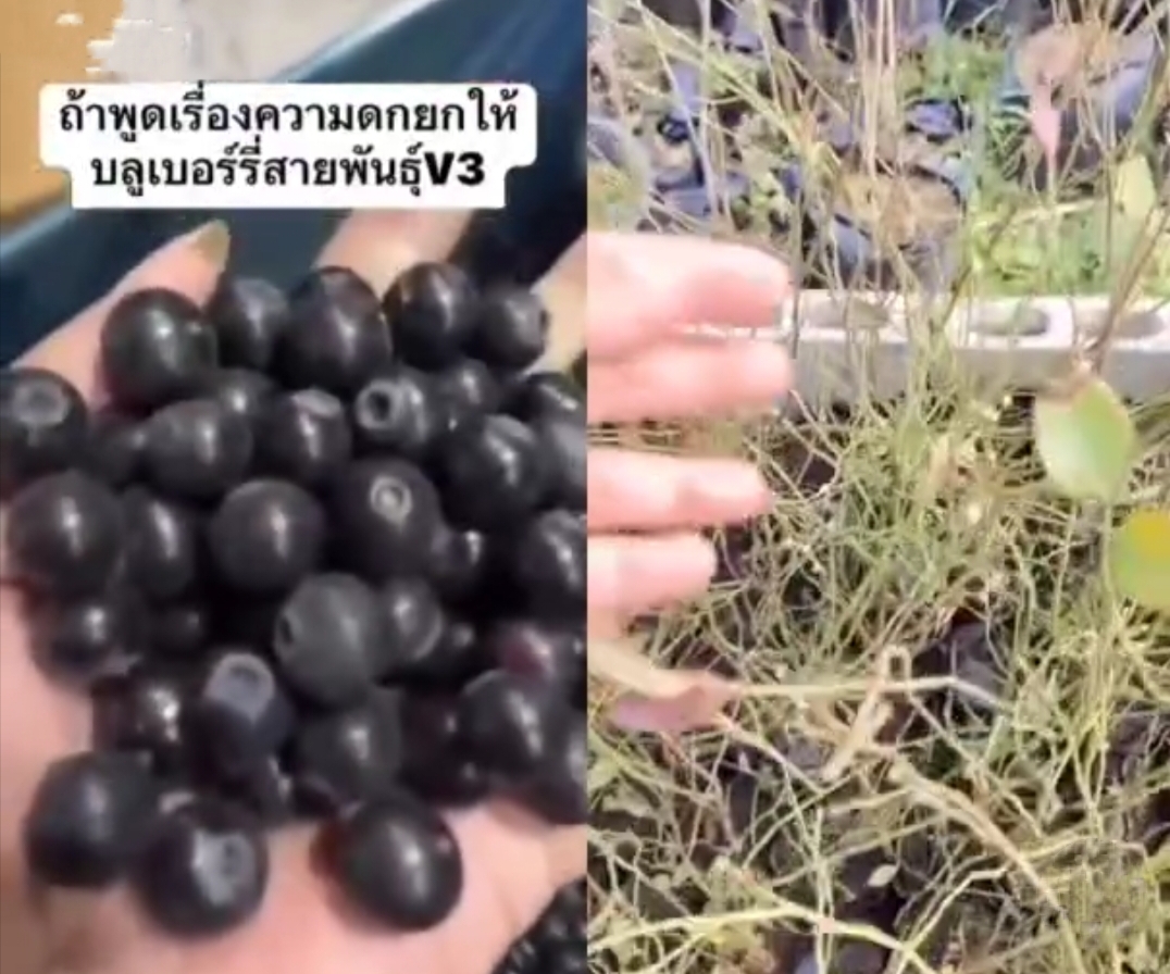 (1ต้น) ต้น ต้นบลูเบอรี่ ต้นบลูเบอร์รี่ บลูเบอรี่ พันธุ์ v3 วีสาม Blueberry บิวตี้หมายเลข 1 / saranrak