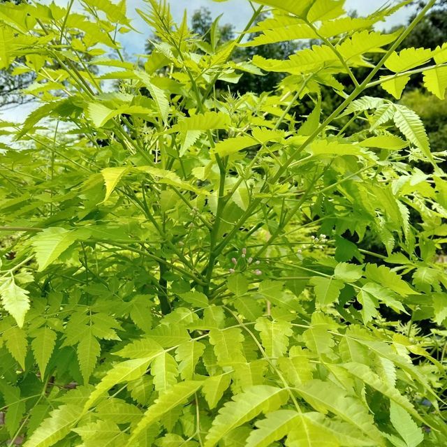 (1ต้น) ต้น เกษมณีสีทอง เมเปิ้ลเขียว เมเปิ้ลไทย Melia azedarach เลี่ยนทอง นารี เกรียน เฮี่ยน เลี่ยนดอกม่วง ลำเลี่ยน ลั้วะ โขวหนาย ขู่เลี่ยน ขู่เลี่ยนซู่ Bastard cedar, Bead tree Chaina tree Chinaball tree Persian lilac White cedar Melia azedarach L / Pongk