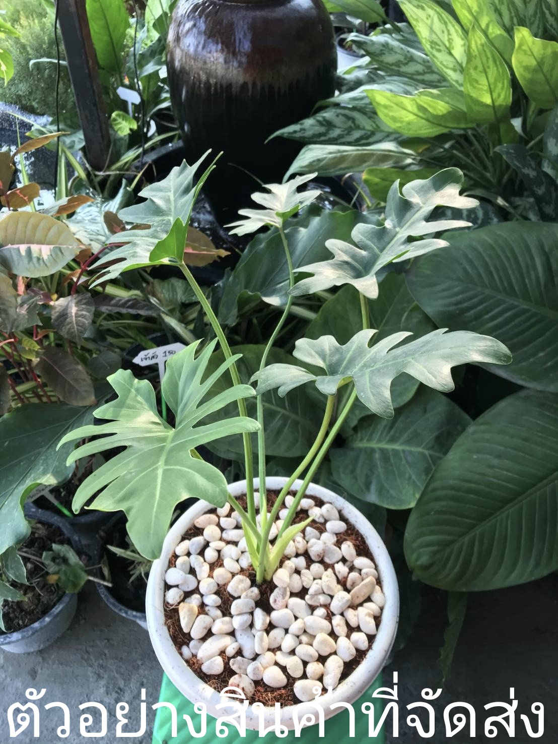 (ขาย ต้นพันธุ์) ซานาดู ฟิโลเดนดรอน ฟีโล Philodendron Xanadu ไม้พารวย