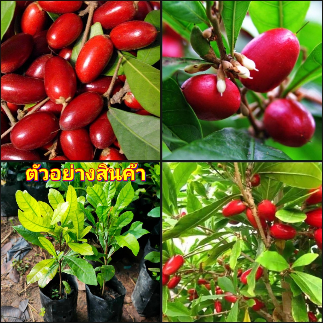 (2ต้น)(vาย ต้นพันธุ์) ต้น ต้นมิราเคิล ต้นมิลาเคิล มิราเคิล มิลาเคิล Miracle Fruit ต้นมหัศจรรย์ มหัศจรรย์ happy สำเนา