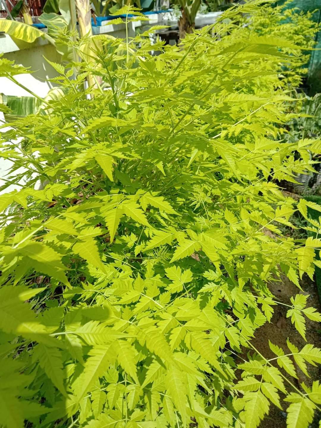 (1ต้น) ต้น เกษมณีสีทอง เมเปิ้ลเขียว เมเปิ้ลไทย Melia azedarach เลี่ยนทอง นารี เกรียน เฮี่ยน เลี่ยนดอกม่วง ลำเลี่ยน ลั้วะ โขวหนาย ขู่เลี่ยน ขู่เลี่ยนซู่ Bastard cedar, Bead tree Chaina tree Chinaball tree Persian lilac White cedar Melia azedarach L / Pongk