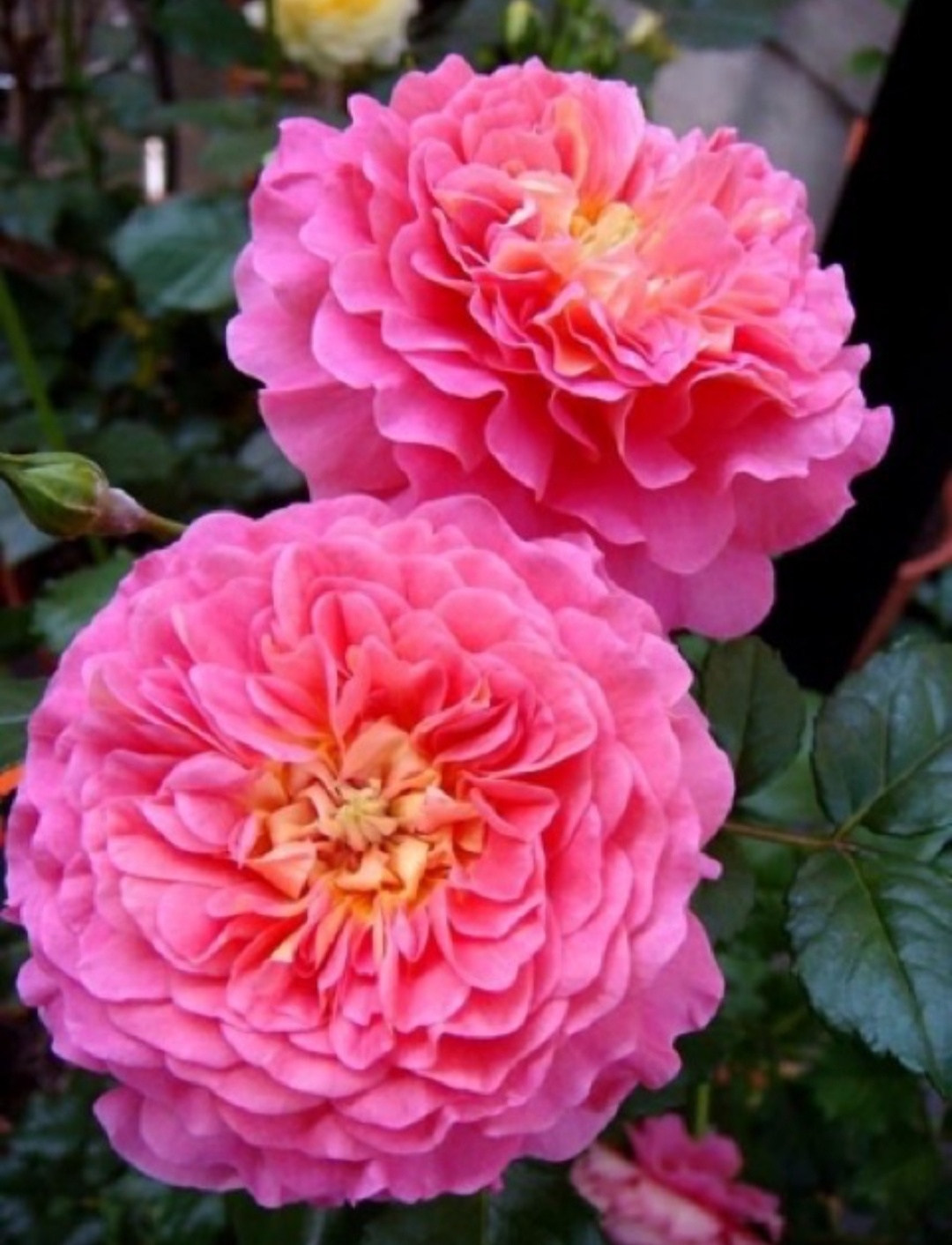 (1ต้น) ดอก ต้น กุหลาบ คริสโตเฟอร์มาโล Christopher Marlowe rose buncha