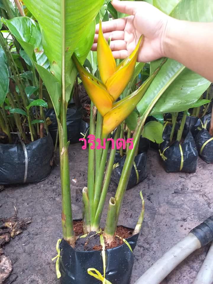 (1ต้น) ต้น ดอก เฮลิโคเนีย heliconia โดราโด้โกลด์ stricta dorado gold Tinutda